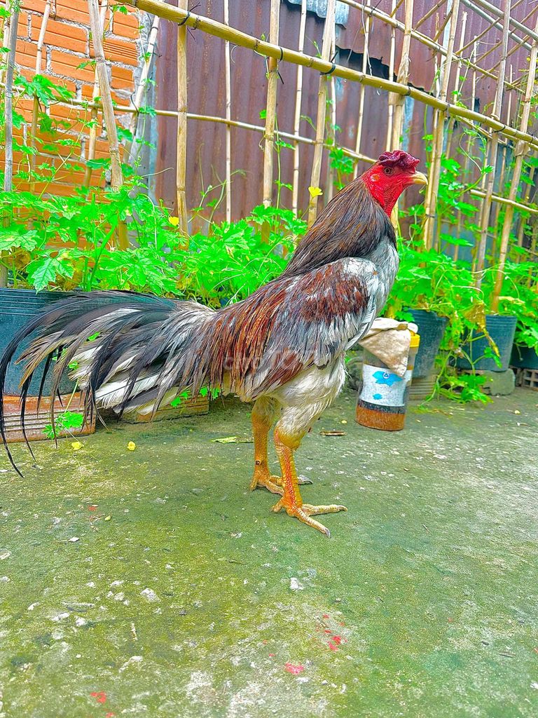 🍀xám cứu 3k1 đấu liền. Mua bán Gà tại Thành phố Ngã Bảy Hậu Giang được đăng bởi TRẠI GÀ TẤN PHÁT 68 hình 1
