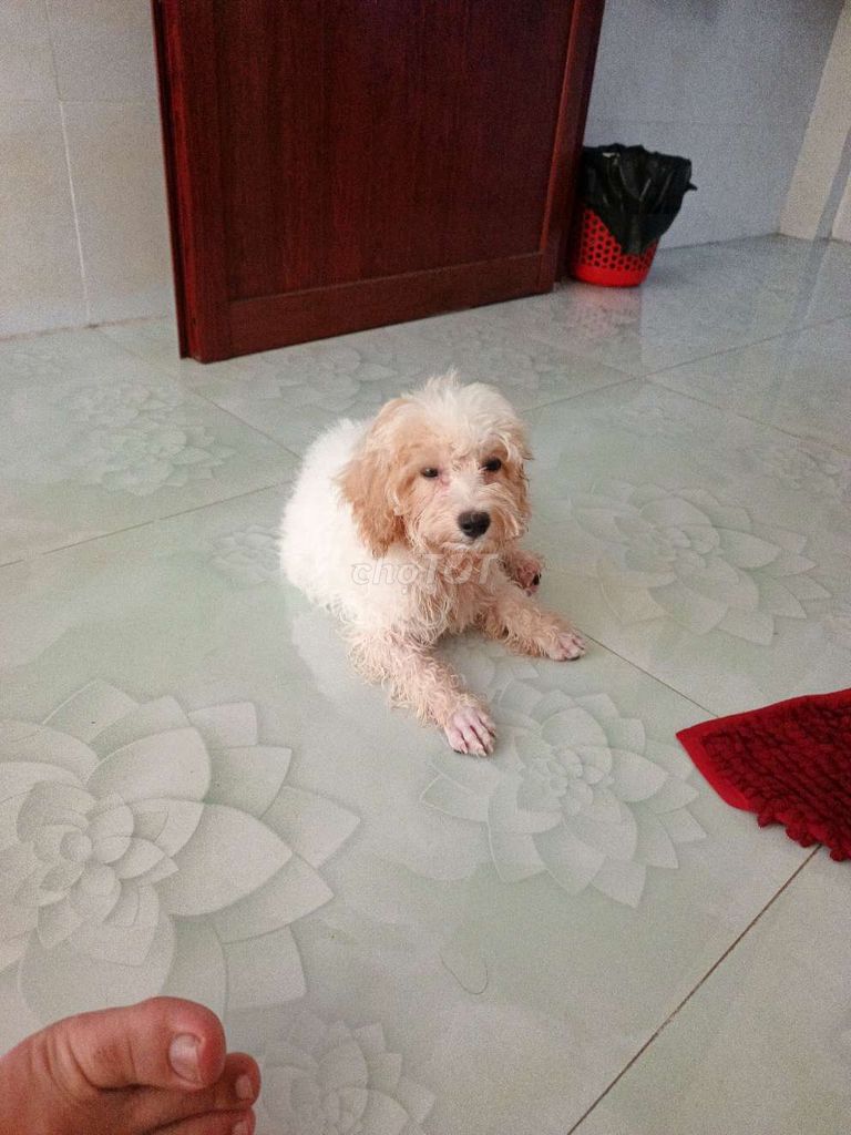Chó Poodle Toy 2.5 tháng đã tiêm. Mua bán Chó tại Quận Gò Vấp Tp Hồ Chí Minh được đăng bởi Anh Bảo hình 1