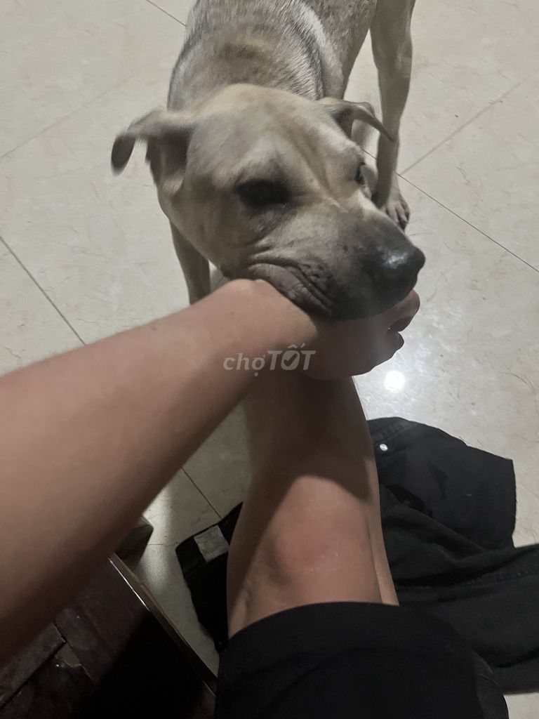 Chó cỏ cái hơn 10kg. Mua bán Chó tại Huyện Chương Mỹ Hà Nội được đăng bởi Huy  hình 1