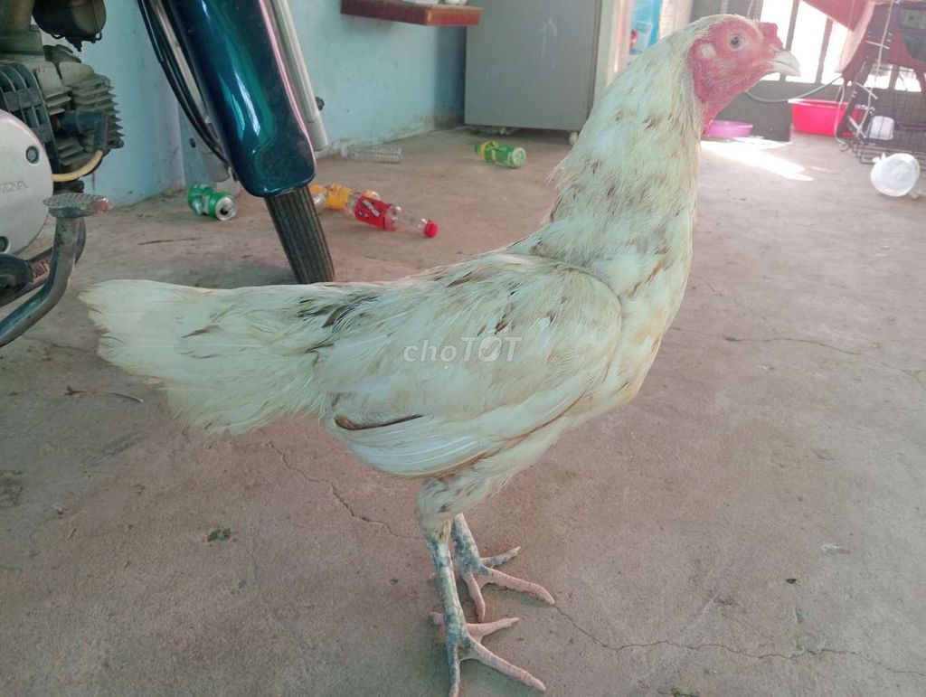 Mái bướm trạng 2.6kg. Mua bán Gà tại Huyện Bình Chánh Tp Hồ Chí Minh được đăng bởi Bin Bin hình 1