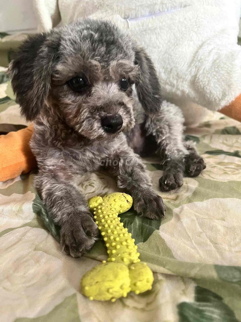 Chó Poodle tycup đực. Mua bán Chó tại Huyện Củ Chi Tp Hồ Chí Minh được đăng bởi Trương Tuấn Anh hình 1