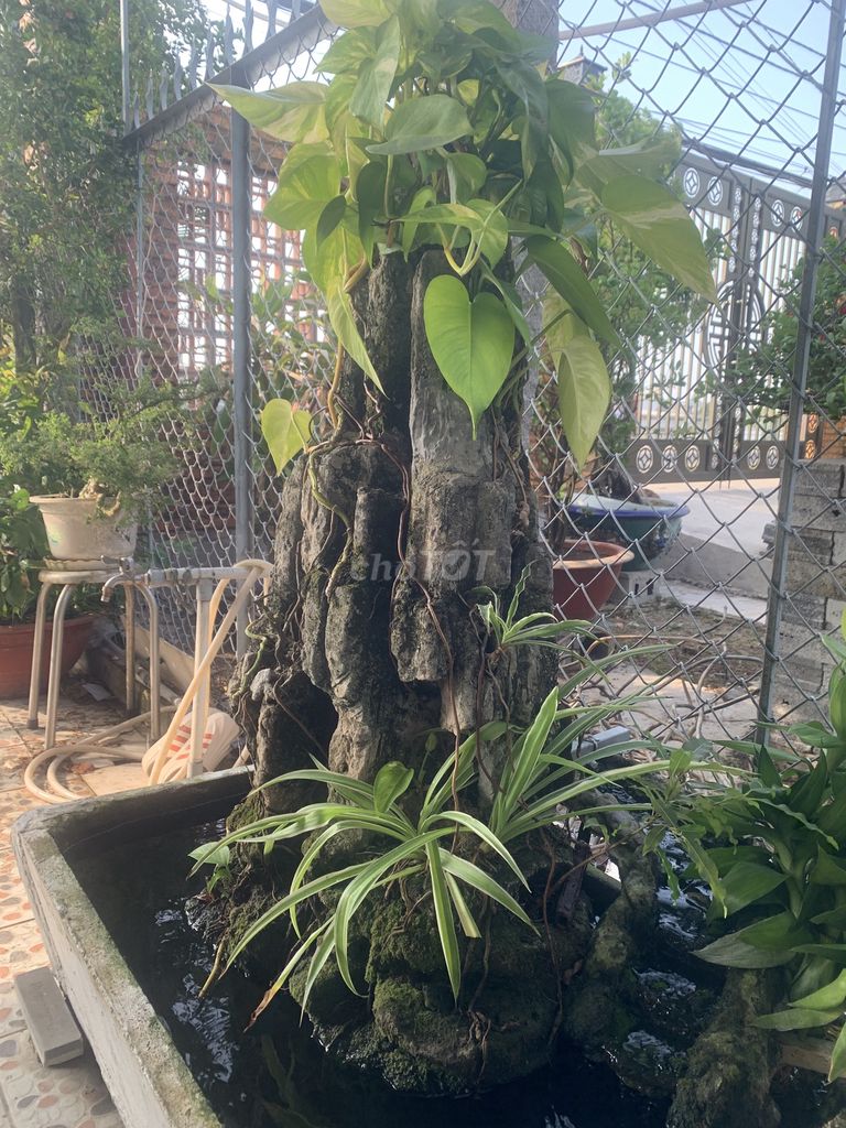 Hòn non bộ đá Long Xuyên. Mua bán Cây cảnh, đồ trang trí tại Thành phố Long Xuyên An Giang được đăng bởi La Tín hình 1