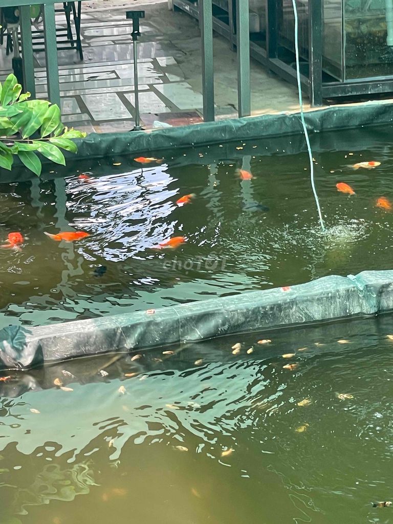 Cá Koi Đa sắc. Mua bán Thú cưng khác tại Quận Bình Tân Tp Hồ Chí Minh được đăng bởi Nguyên phước hình 1