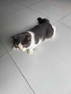 bán mèo Anh lông ngắn. Mua bán Mèo tại Quận Bình Tân Tp Hồ Chí Minh được đăng bởi AT