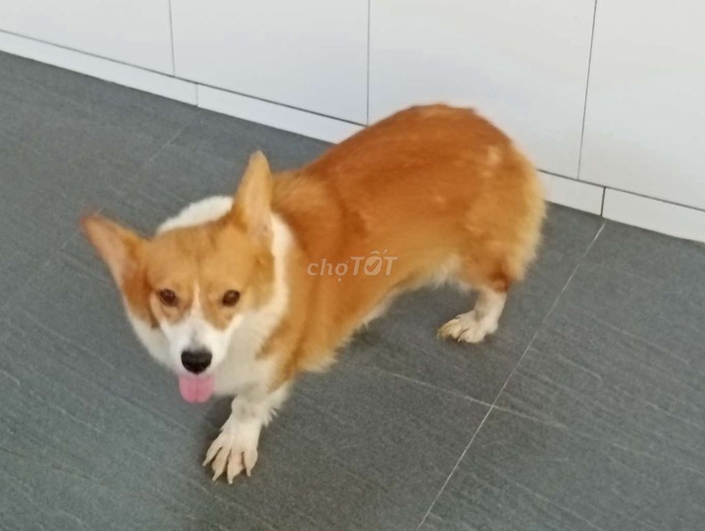Chó Corgi cái vàng trắng. Mua bán Chó tại Quận 6 Tp Hồ Chí Minh được đăng bởi Nhân Rottweiler  hình 1