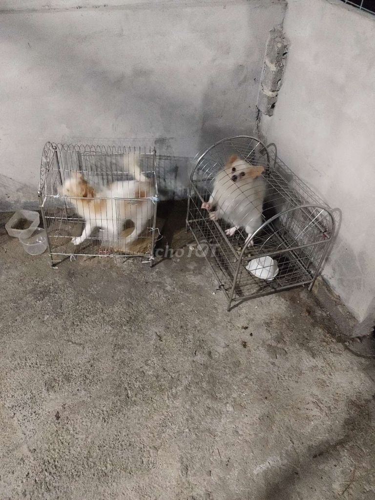 Chó Phốc Sóc Trắng Nâu. Mua bán Chó tại Thị xã Duy Tiên Hà Nam được đăng bởi hùng hình 1