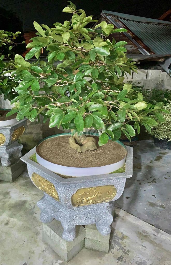 Bonsai Hoàng Mai Huế rin chuẩn nụ kín cây