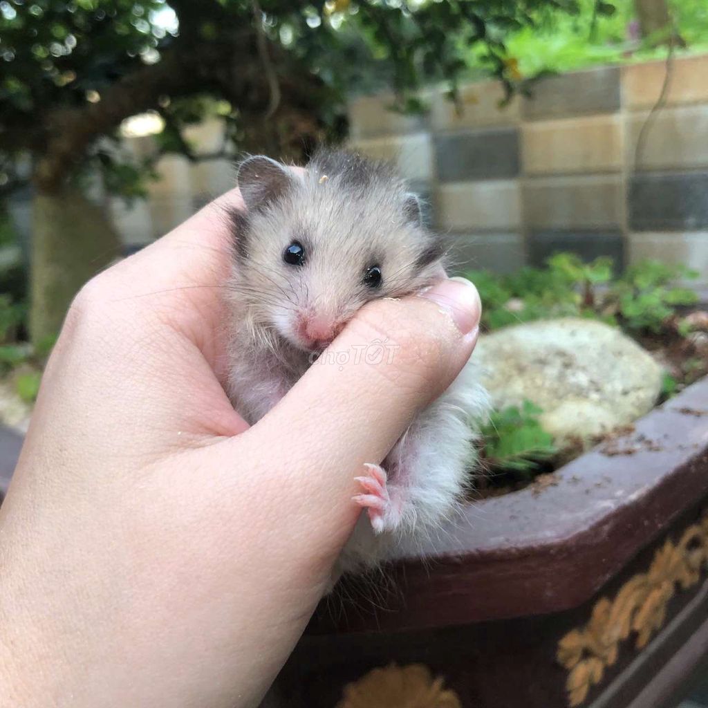 Chuột Hamster Bear lông xù. Mua bán Thú cưng khác tại Quận Cái Răng Cần Thơ được đăng bởi Hammie Heamster hình 1