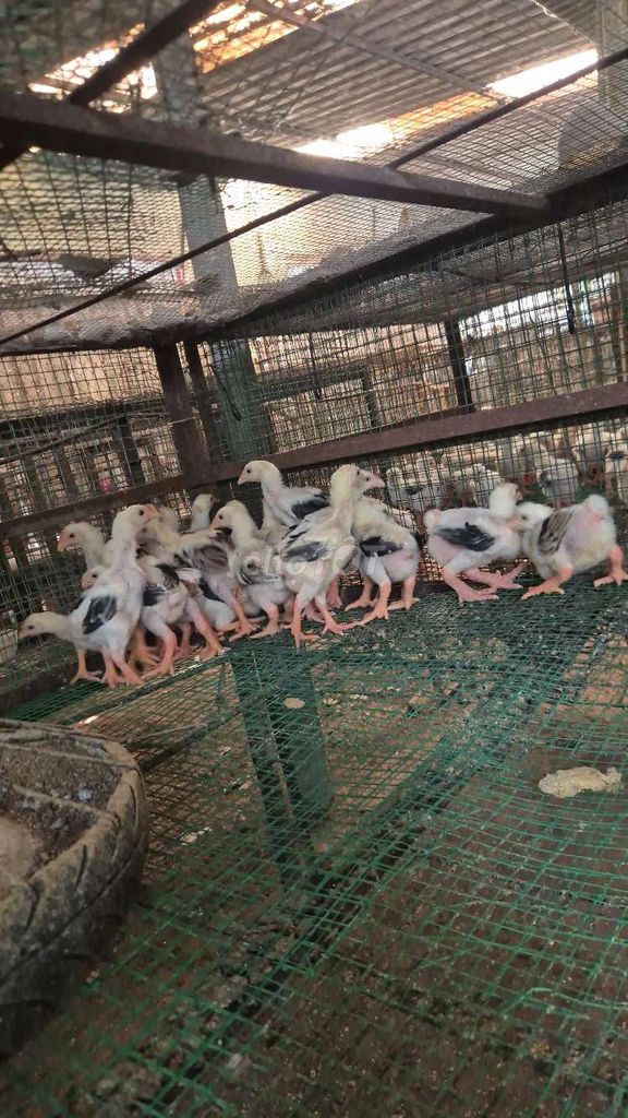 Gà Đông Tảo 1 tháng đã tiêm. Mua bán Gà tại Huyện Hóc Môn Tp Hồ Chí Minh được đăng bởi phan hưng hình 1