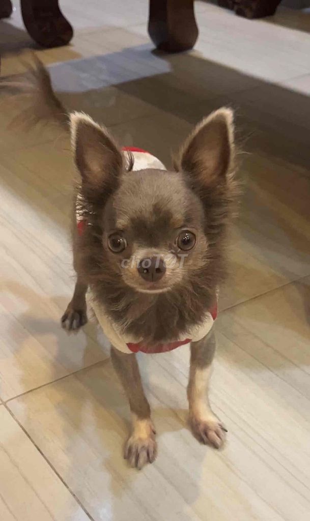 Cho chó 3 tuổi chihuahua. Mua bán Chó tại Quận 8 Tp Hồ Chí Minh được đăng bởi My Le hình 1