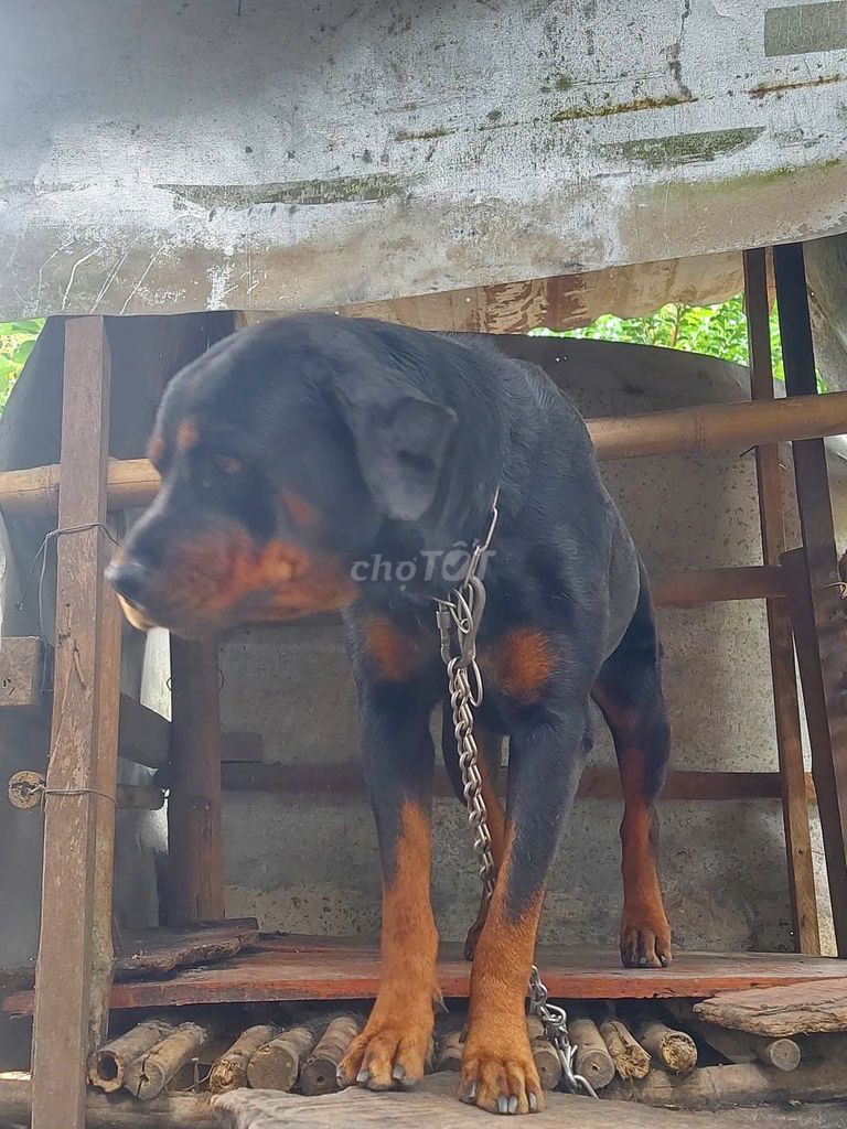 Chó Rottweiler cái tơ. Mua bán Chó tại Huyện Củ Chi Tp Hồ Chí Minh được đăng bởi Tứng Nói hình 2
