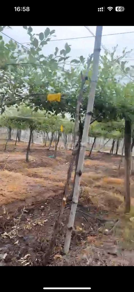 Tôi cần bán đất nông nghiệp, dt 4,8HA, tuyến đường 798, phước vinh. Mua bán đất tại Huyện Ninh Phước Ninh Thuận được đăng bởi Trần Tuấn hình 1