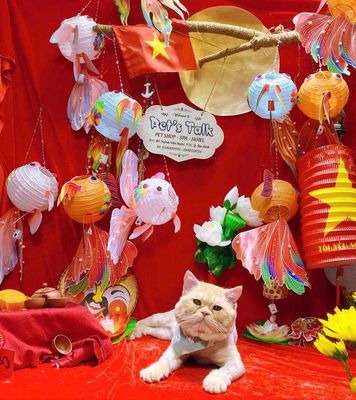 Nhận phối giống cho mèo anh lông ngắn. Mua bán Phụ kiện, Thức ăn, Dịch vụ tại Quận Gò Vấp Tp Hồ Chí Minh được đăng bởi Nhung Lâm