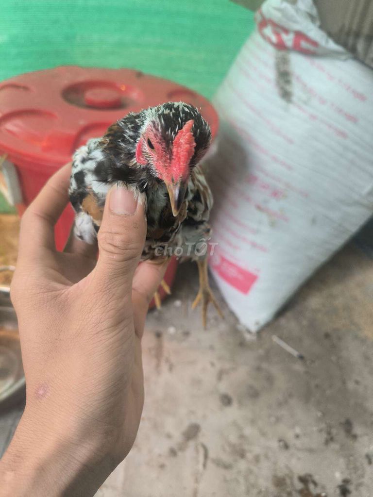 Gà tre bắc bông 5 tháng. Mua bán Gà tại Huyện Phụng Hiệp Hậu Giang được đăng bởi Trung hình 1