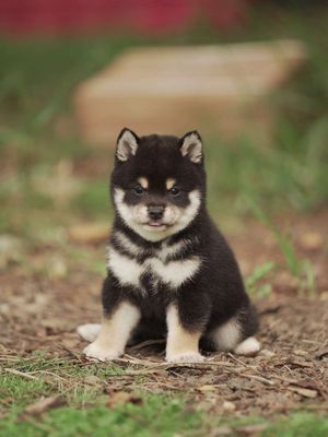 Chó Shiba Inu mini đen vàng