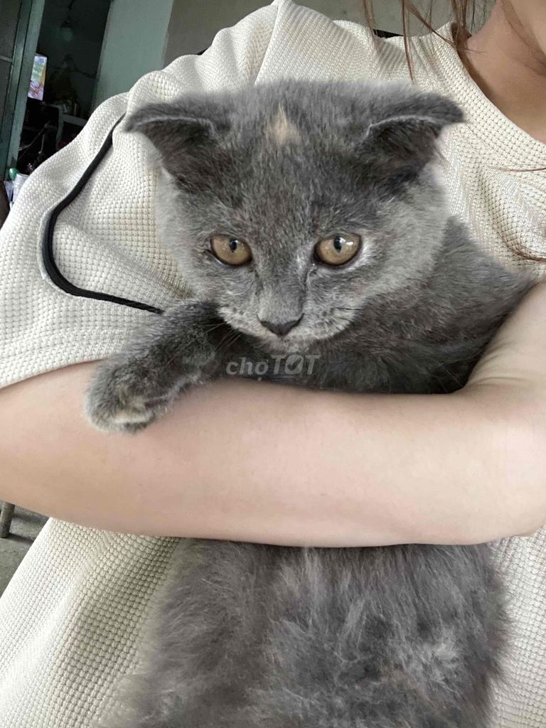 mèo aln-ald nhà đẻ từ 500.000. Mua bán Mèo tại Huyện Bình Chánh Tp Hồ Chí Minh được đăng bởi Linh hình 3