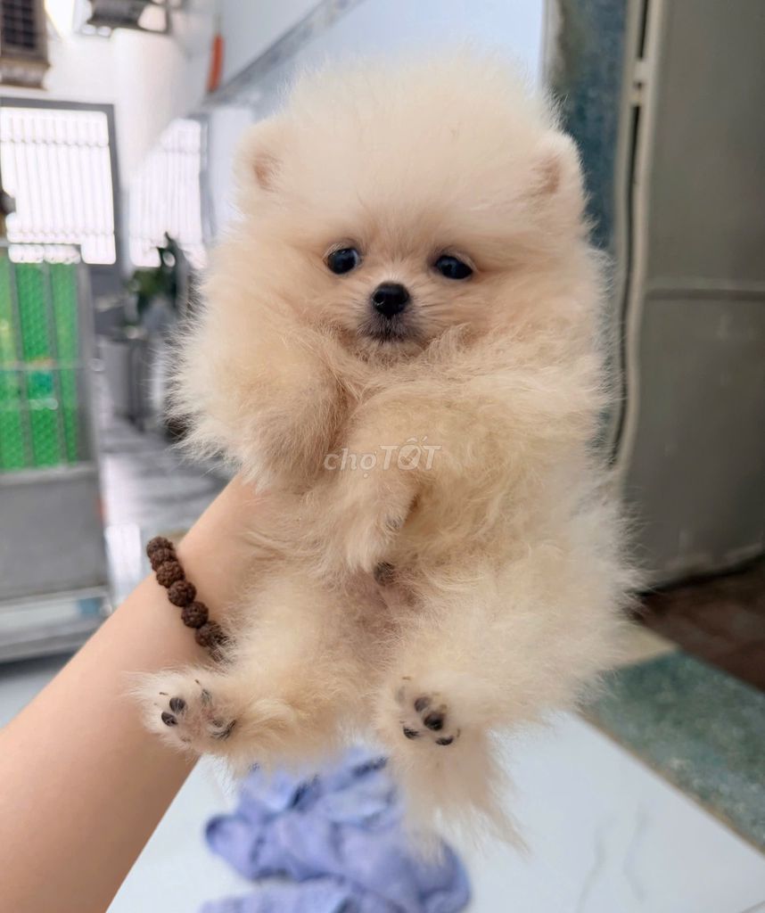 Chó Phốc Sóc Teacup cái nhỏ. Mua bán Chó tại Quận Tân Phú Tp Hồ Chí Minh được đăng bởi Thanh Thuỷ hình 1