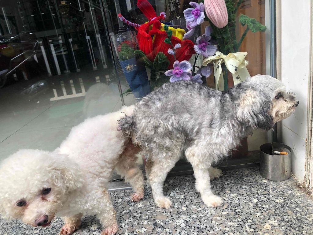 cần bán nguyên bầy poodle ! 3 bé