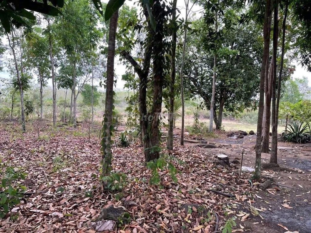 📢 BÁN GẤP 4600M² TẠI ĐỊNH QUÁN – 101M MẶT TIỀN – GIÁ CHỈ 2 TỶ TL 🏡. Mua bán đất tại Huyện Định Quán Đồng Nai được đăng bởi Dân Thường Bán Đất hình 3