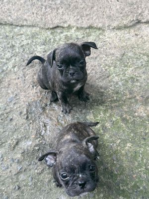 bull pháp Lai mặt xệ. Mua bán Chó tại Thị xã Tân Uyên Bình Dương được đăng bởi Kutuấn