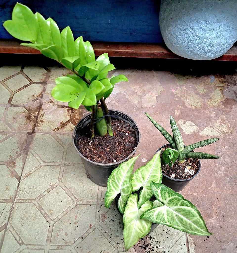 Combo 3 chậu để bàn. Mua bán Cây cảnh, đồ trang trí tại Quận 4 Tp Hồ Chí Minh được đăng bởi Khánh Ngân hình 1