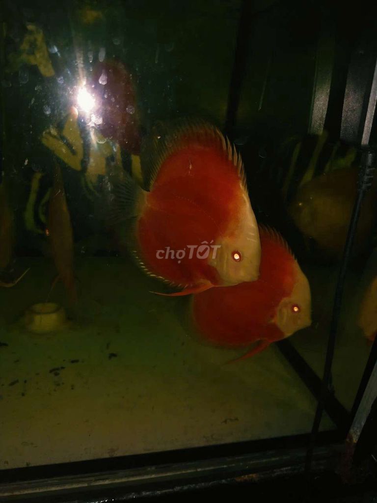 Cá dĩa Đỏ ab I cá dĩa red albino. Mua bán Thú cưng khác tại Quận Tân Bình Tp Hồ Chí Minh được đăng bởi Cá dĩa Như Ý hình 1