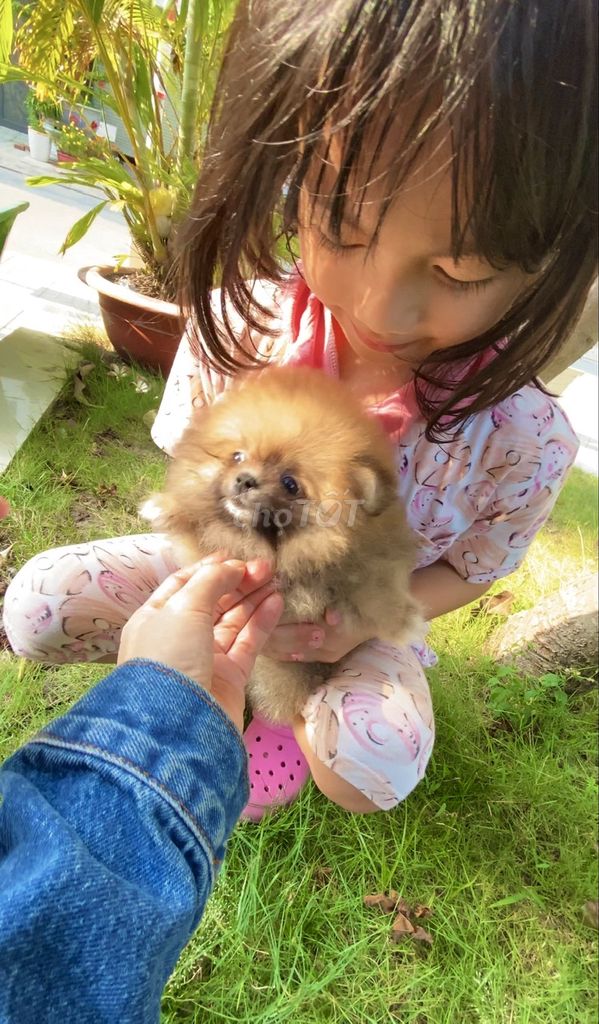 Tìm Nhà Mới Cho Bé Phốc Sóc. Mua bán Chó tại Quận 7 Tp Hồ Chí Minh được đăng bởi Thủy Xuyến Nhi hình 3