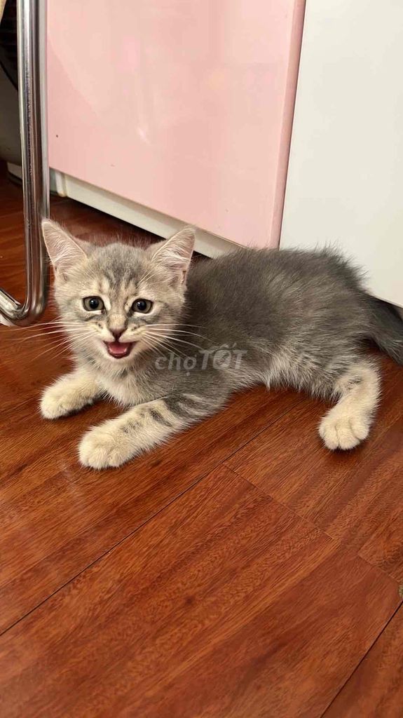 Mèo Anh lông ngắn xám 2 tháng. Mua bán Mèo tại Quận Hà Đông Hà Nội được đăng bởi Shuu Yui hình 1