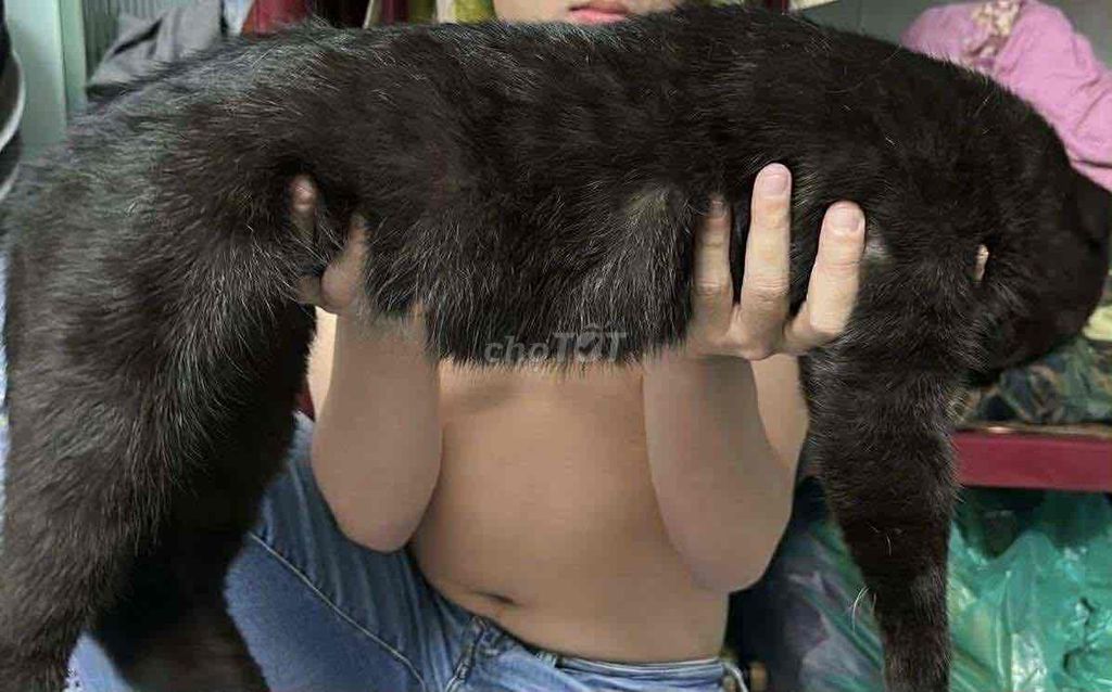 Mèo Anh Lông Ngắn chung lứa. Mua bán Mèo tại Quận 3 Tp Hồ Chí Minh được đăng bởi khang pham hình 4