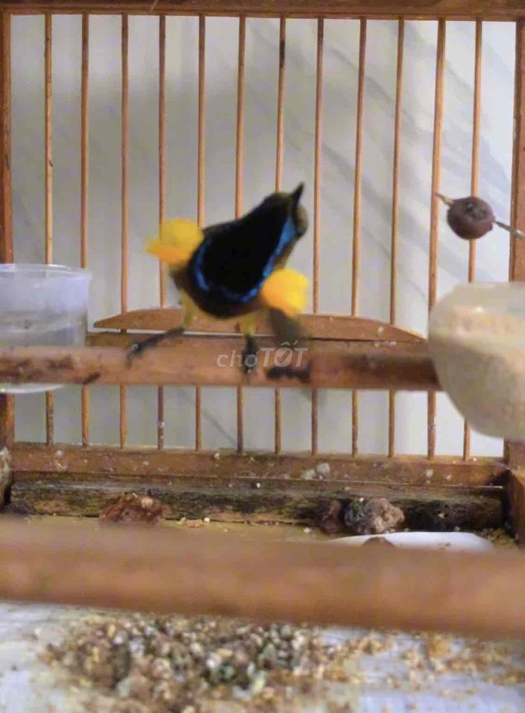 Hút mật 5 màu bụng vàng - chiến binh chém cánh