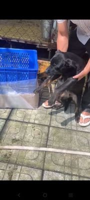 Chó Đực Khỏe Mạnh