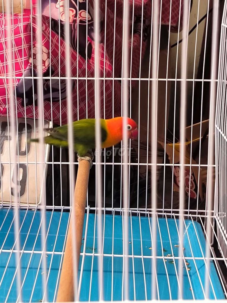 Chim Lovebird trống có viền. Mua bán Chim tại Huyện Long Thành Đồng Nai được đăng bởi Thành hình 1