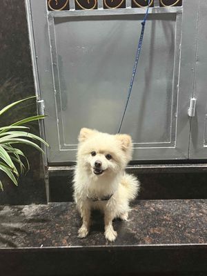 Chó Phốc sóc đực màu Trắng