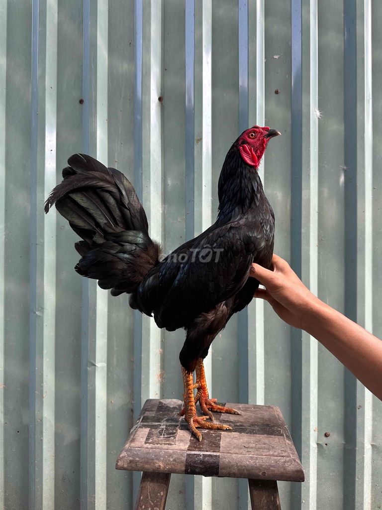 Gà chọi đen 1.7kg. Mua bán Gà tại Huyện Chợ Gạo Tiền Giang được đăng bởi Vũ Gà Tre hình 1