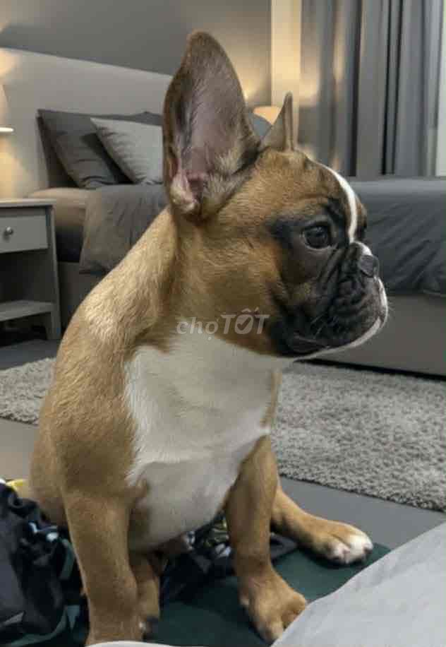 Chó Bull Pháp đực 8 tháng. Mua bán Chó tại Thành phố Ninh Bình Ninh Bình được đăng bởi duy nam hình 1