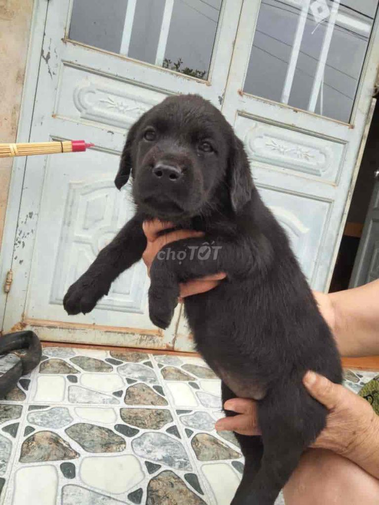 Labrador màu đen phong thuỷ ☘️☘️☘️. Mua bán Chó tại Quận Hải Châu Đà Nẵng được đăng bởi Huyền chip hình 3