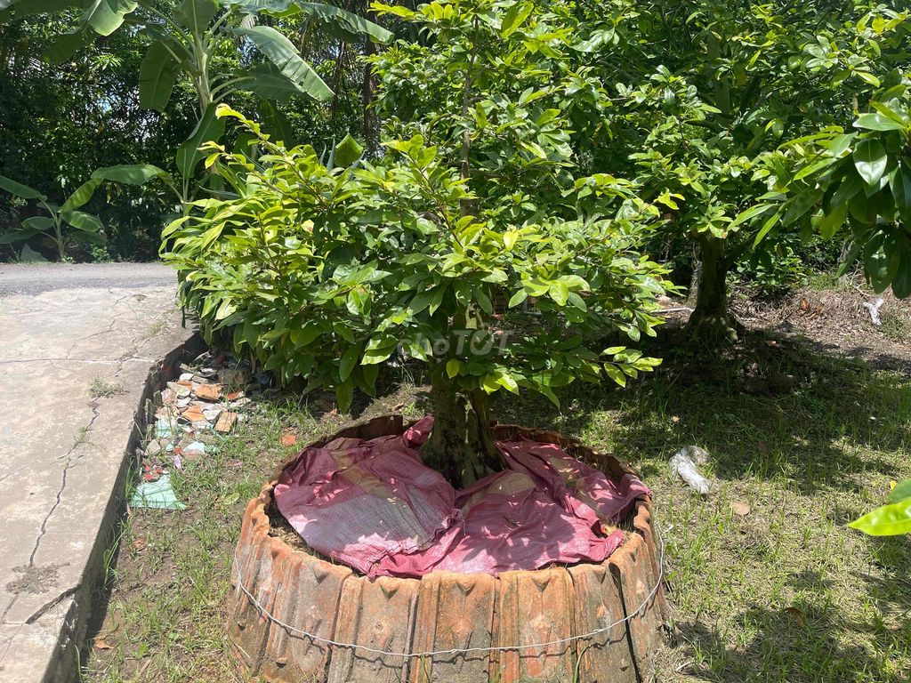 Mai vàng Hoành 60 Ghép Thủ Đức 1 mùa. Mua bán Cây cảnh, đồ trang trí tại Thành phố Thuận An Bình Dương được đăng bởi hoa phú hình 1