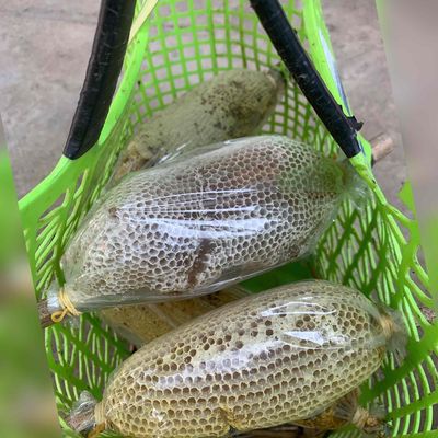 Mật ong ruồi rừng nguyên tổ, loại tổ già đáng tiền. Mua bán Đồ ăn, thực phẩm và các loại khác tại Huyện Hàm Tân Bình Thuận được đăng bởi Trần Quốc Vinh