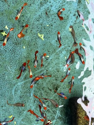 Dumbo koi guppy. Mua bán Thú cưng khác tại Quận Hải Châu Đà Nẵng được đăng bởi Mai Phương