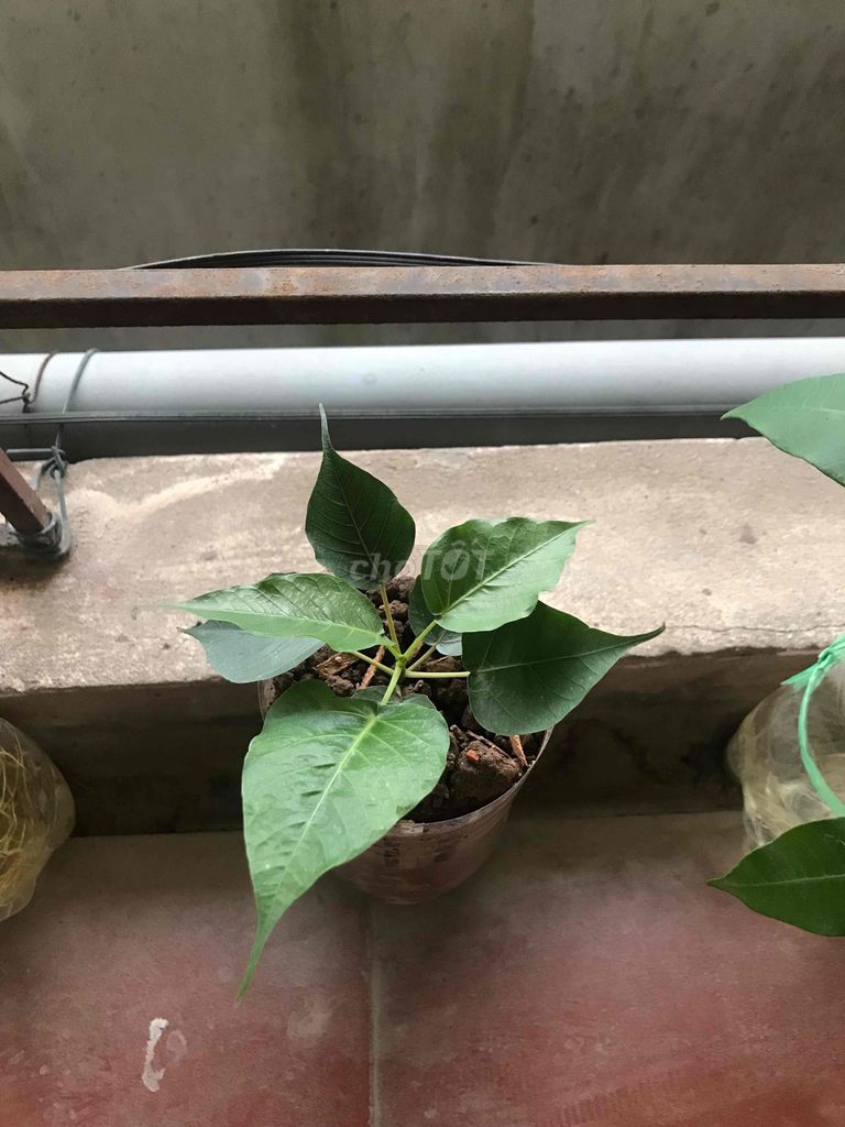 Cây giống Bồ Đề. Mua bán Cây cảnh, đồ trang trí tại Huyện Thanh Trì Hà Nội được đăng bởi Thích Chánh Niệm hình 1