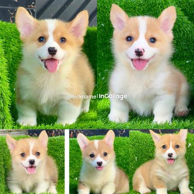 Cogri Cún nhà sinh sản. Mua bán Chó tại Huyện Bình Chánh Tp Hồ Chí Minh được đăng bởi Huỳnh Chân