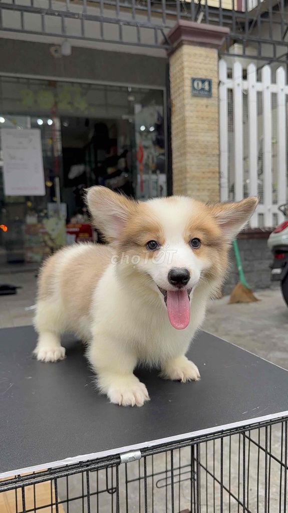 Chó Corgi Lông Dài Fluffy. Mua bán Chó tại Quận Liên Chiểu Đà Nẵng được đăng bởi Pet House hình 1