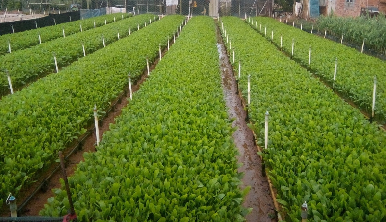 Cửa hàng CÂY XANH BẠCH LONG tại undefined undefined hình 1