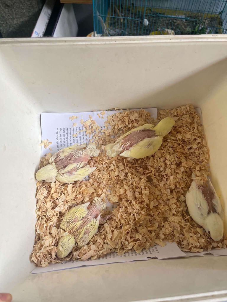 Vẹt Lovebird non màu Kem. Mua bán Chim tại Quận Bình Thạnh Tp Hồ Chí Minh được đăng bởi luan Nguyen  hình 1