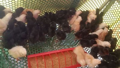 Gà con giống các loại. Mua bán Gà tại Thành phố Thuận An Bình Dương được đăng bởi Le binh