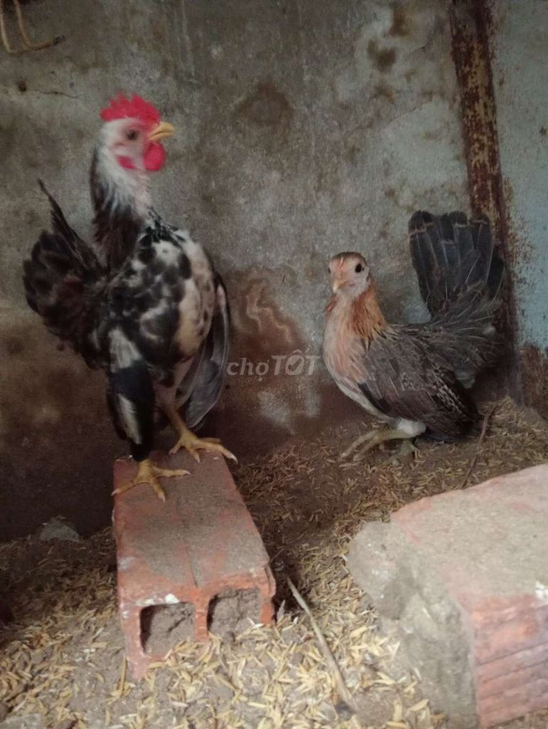 Gà Sema 4 tháng một cặp. Mua bán Gà tại Thành phố Sóc Trăng Sóc Trăng được đăng bởi hải p3 hình 1