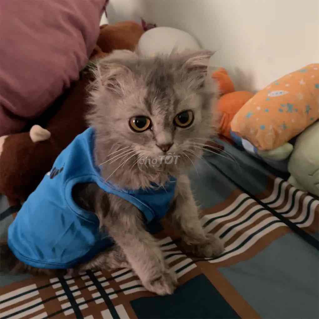 mèo anh lông dài. Mua bán Mèo tại Quận Tân Bình Tp Hồ Chí Minh được đăng bởi Việt Hà hình 1