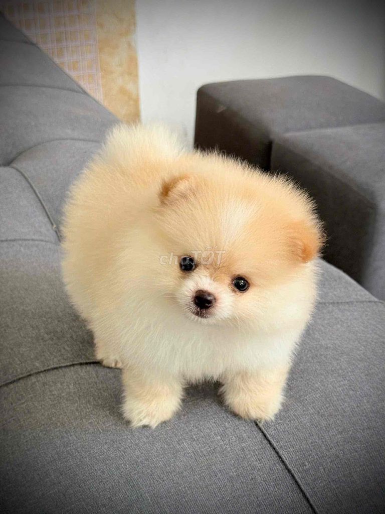 Chó Pom Thái mini Trắng ( Từ 4tr5 trở lên). Mua bán Chó tại Quận Ninh Kiều Cần Thơ được đăng bởi Mẫnn Mẫnn hình 1