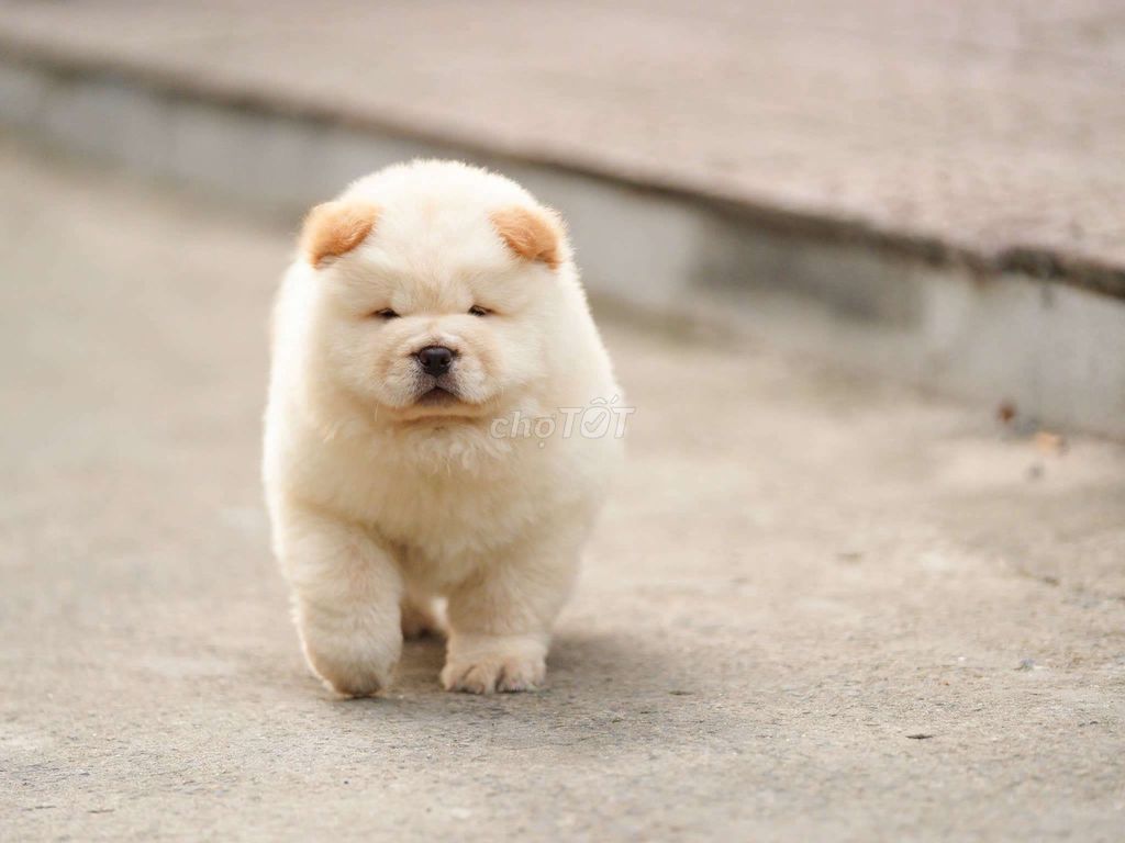 Chó Chow Chow Trắng 2 tháng nhập Trung Quốc. Mua bán Chó tại Quận Bình Thạnh Tp Hồ Chí Minh được đăng bởi Bình Phan hình 1