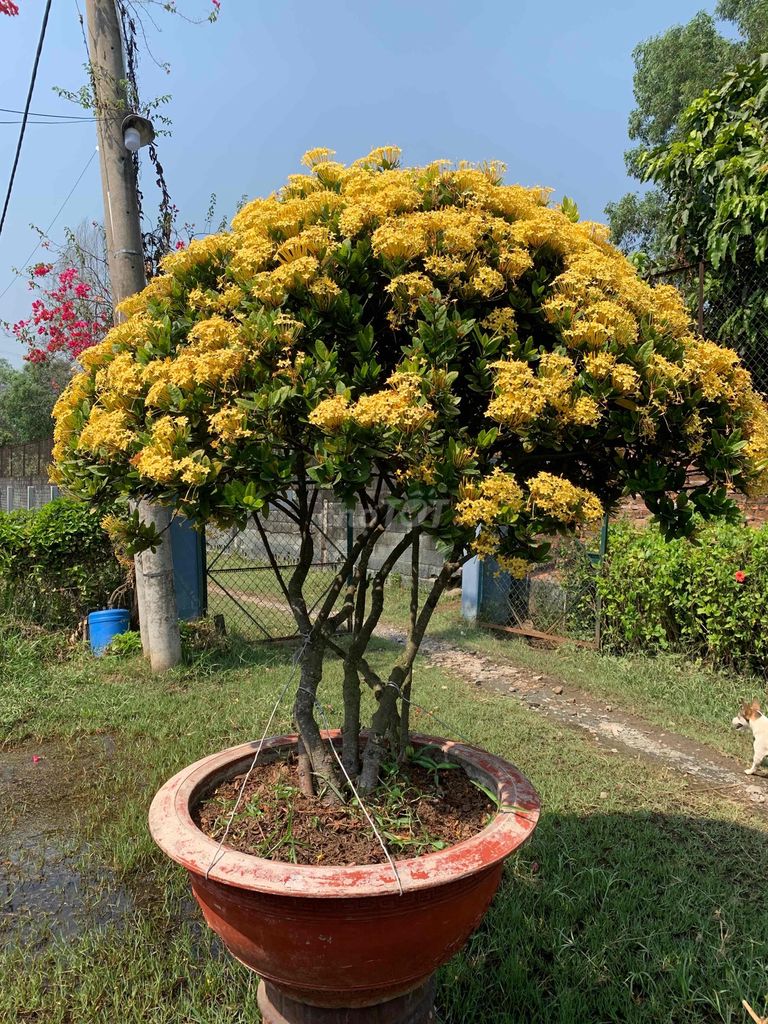 Trang Vàng đa thân siêu to gl đầu năm